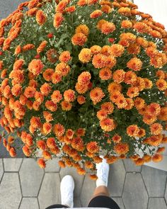 an overhead view of a person's feet standing in front of orange flowers