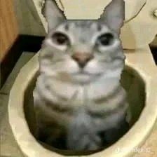 the cat is sitting in the toilet bowl looking at the camera while it's staring