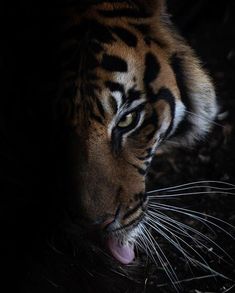 a close up of a tiger's face with its tongue out