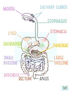 diagram of the human body organs labeled in english and spanish on a white background with captions