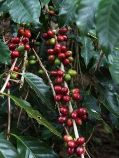 coffee beans on the tree ready to be picked