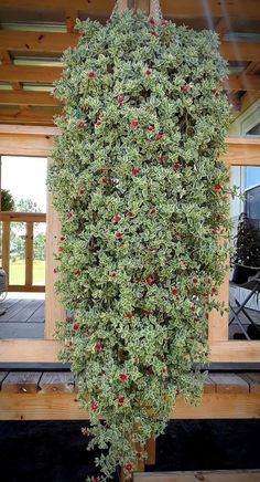 a tree with red berries hanging from it's branches in front of a house