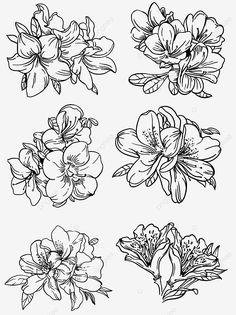 four different types of flowers in black and white