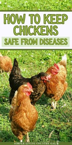 chickens in the grass with text overlay how to keep chickens safe from diseases