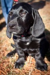 a black dog sitting on top of dry grass