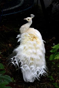 a large white bird standing on top of a lush green field