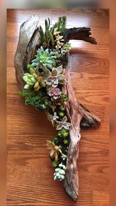 an arrangement of succulents and other plants on a piece of driftwood