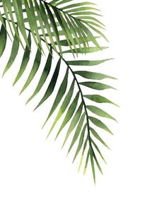 green palm leaves on white background