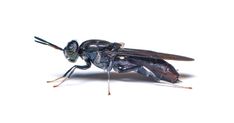 a close up of a fly on a white background