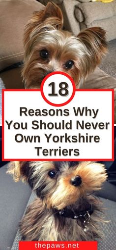 Reasons Why You Should Never Own Yorkshire Terriers Biewer Yorkie Haircut, Yorkshire Terrier Haircuts, Grey Yorkie, Yorkshire Terrier Haircut Hairstyles, Short Yorkie Haircut, Yorkie Grooming Styles, Yorkiepoo Haircuts, Cute Yorkie Haircut, Yorkie Teddy Bear Cut