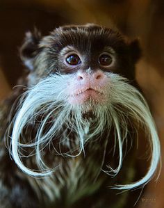 a small monkey with long white hair on it's face and mustache in front of the camera