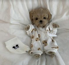 a small brown dog laying on top of a bed covered in white sheets and blankets