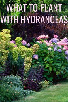 pink and purple hydrangeas mixed with other plants to form a hedge Hydrangea Combinations, Landscaping Layout Design, Plant With Hydrangeas, What To Plant With Hydrangeas, Pairing Ideas, Hydrangea Landscaping, Hydrangea Garden