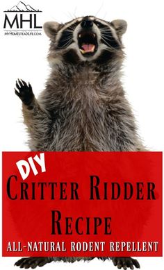 a raccoon with its mouth open and the words diy critter ridder recipe all natural rodent repellent repelle