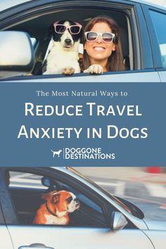 Traveling With Dogs In Car, Dog Car Travel, Road Trip With Dog, Dog With A Blog, Relaxed Dog, Dog Pants, Dog Education, City Dog, Trucking Life