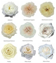 Nine white garden roses displayed - Alabaster, Eugenie, Leonora, Patience, Purity, Princess Miyuki, Vitality, White Cloud, and White O'Hara. Roses Names, David Austin Roses Bouquet, Roses Varieties, White Garden Roses, Garden Rose Bouquet, Ivory Roses