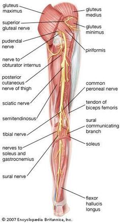 an image of the muscles and their major vessels, including the arm, leg, and thigh