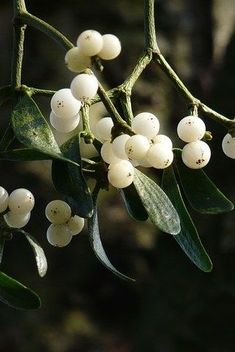 some white berries hanging from a tree branch