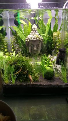 an aquarium with plants and rocks in it