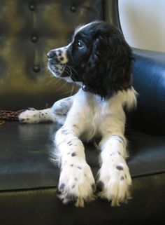 a black and white dog sitting on top of a leather chair next to a chain