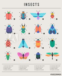 insects in different colors and sizes on a white background with the word insects below it