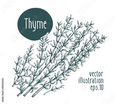 thyme with the word illustration eps 10