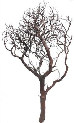 a bare tree with no leaves is shown against a white background, it appears to be winter