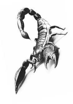 a black and white photo of a scorpion on a white background with the shadow of it's claws