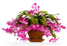 a potted plant with pink flowers in it