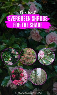 The Best Evergreen Shrubs For The Shade | Evergreens Evergreen Landscaping