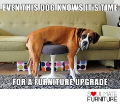 a dog sitting on top of a chair with the caption even this dog knows it's time for a furniture upgrade