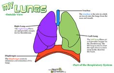 the lungs are labeled in this diagram