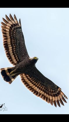 a large bird flying in the sky with its wings spread