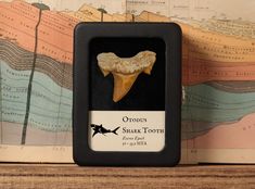 a tooth shaped object sitting on top of a wooden shelf in front of a map