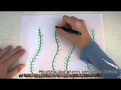 someone is drawing some plants on paper