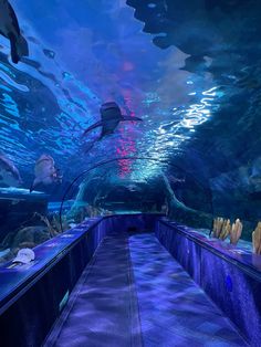 an aquarium filled with lots of different types of fish and other marine creatures in it