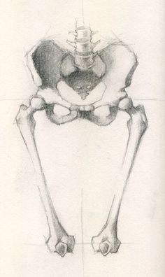 a pencil drawing of a human skeleton with the lower limb visible, viewed from behind