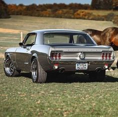 a horse standing next to a car in a field