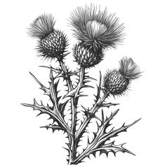 an ink drawing of thistle flowers on a white background