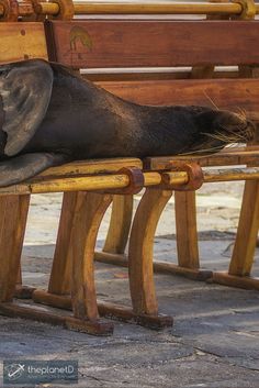 an elephant laying on top of a wooden bench