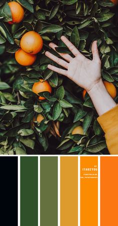 a hand reaching for an orange on top of a tree with green leaves and oranges in the background