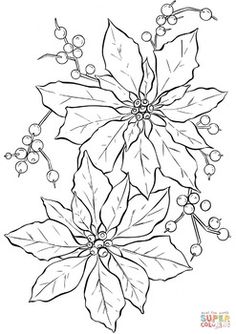 a drawing of poinsettia with leaves and berries