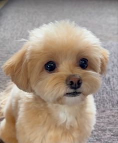 a small brown dog sitting on top of a carpet next to a wall and looking at the camera