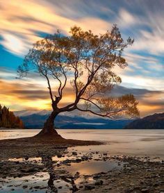 a tree sitting on top of a sandy beach next to the ocean with mountains in the background