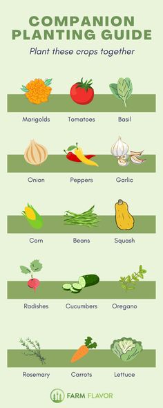 a poster with different types of vegetables and their names in green, white and red