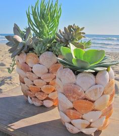 two planters made out of seashells on the beach with succulents in them