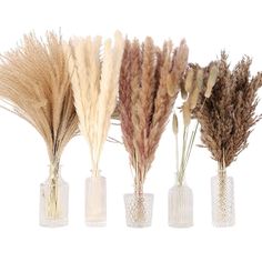 four vases with dried plants in them on a white background