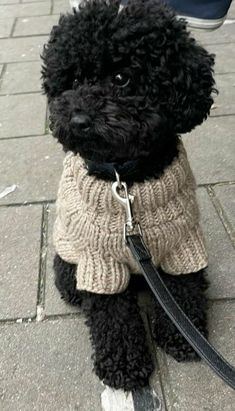 a black poodle wearing a sweater and leash sitting on the sidewalk next to people