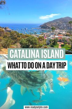 catalina island with text overlay that reads what to do on a day trip