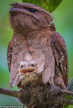 an adult bird sitting on top of a tree branch next to its young chickling